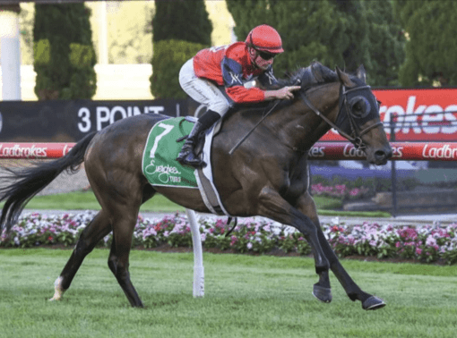 Latest Weekly Listings – Fierce Impact, Snitzel and Maschino
